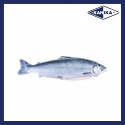 KANIKA FROZEN SALMON WHOLE FISH 4.5KG(+-)
