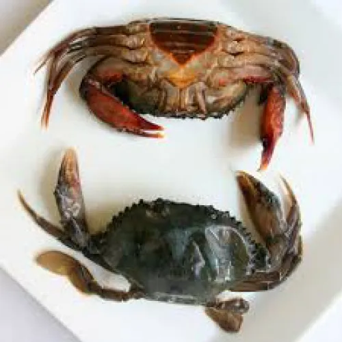 SFCR30034 [CSS-GB-40/120-150] GB FROZEN SOFT SHELL CRAB SIZE : 120/150